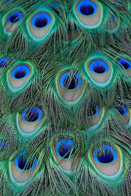 Trust me with this one.  Take an ordinary (if even applicable) peacock feathers