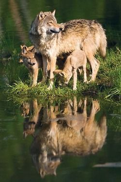 Wolves are one of my favorite animals and so stunning