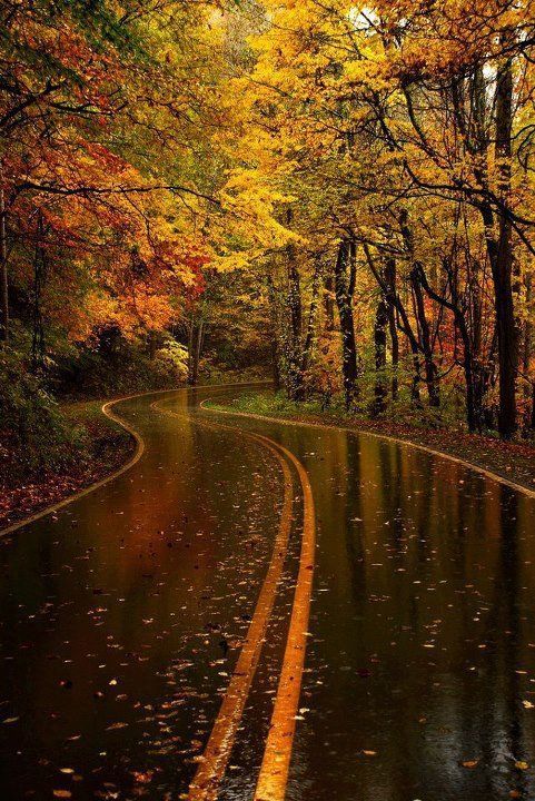 Yellow Leaf Road,Severní Karolína