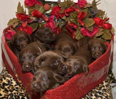 A Box of Chocolates! Omg this is too adorable!