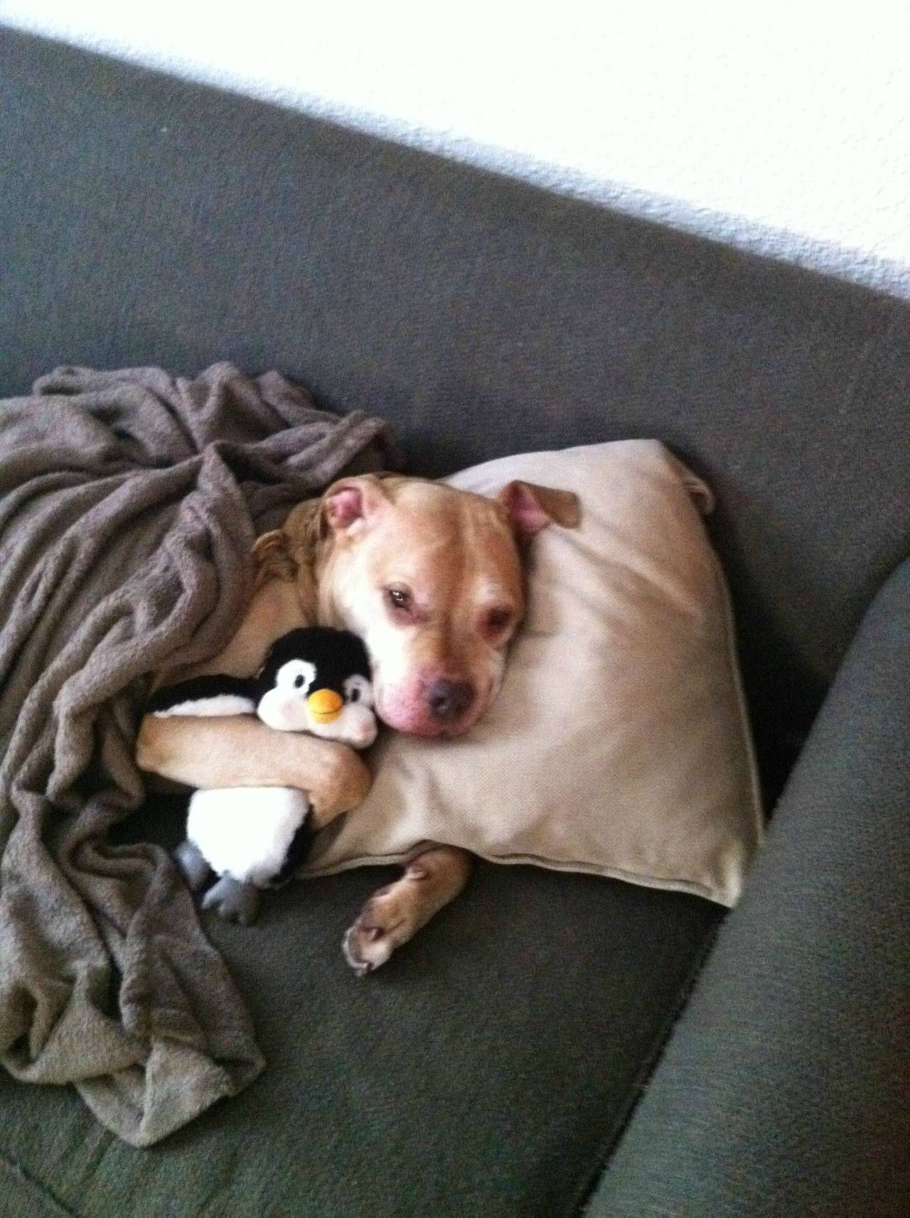 A pit bull and his penguin