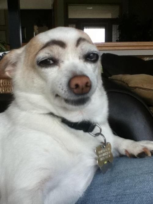 Bored? Draw eyebrows on your dog.