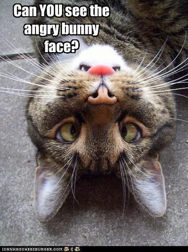Can you see the angry bunny face NOW? #cat #animal #humor #funny #lol Remember t
