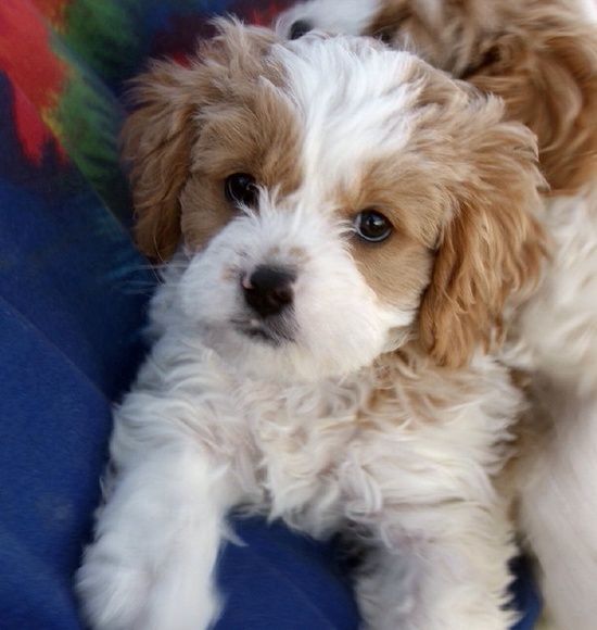 Cavapoo (Cavalier King Charles Spaniel-Poodle mix) puppy