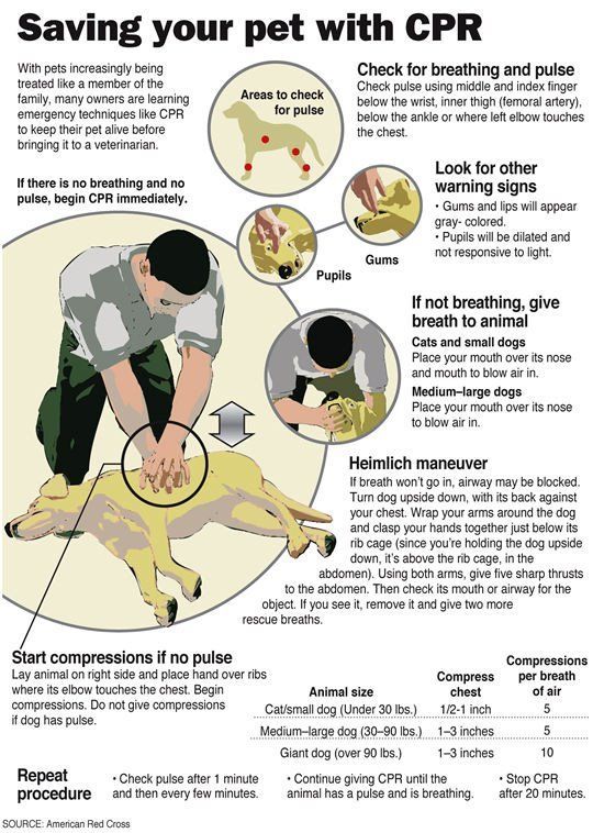 Dog CPR.