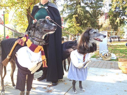 Funny Harry Potter Dogs