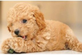 Miniature Poodle Puppy…I have a picture of my Minnie doing the exact same thin