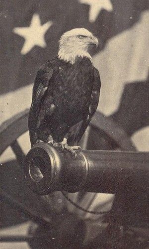 Old Abe, the American War Eagle, was the mascot of the 8th Wisconsin Regiment in