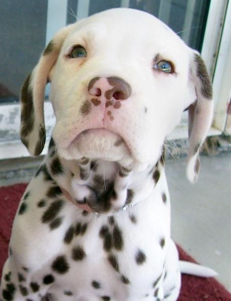 Pitbull Dalmatian mix. Possibly the cutest dog ever