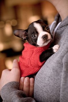 Baby Boston Terrier- Adorable