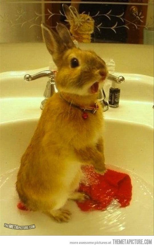 For anyone interested in seeing a startled rabbit in a sink, heres a startled ra