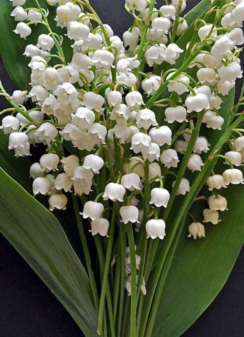 Mays birth flower–the Lily of the Valley. I love the fragrance of these flowers