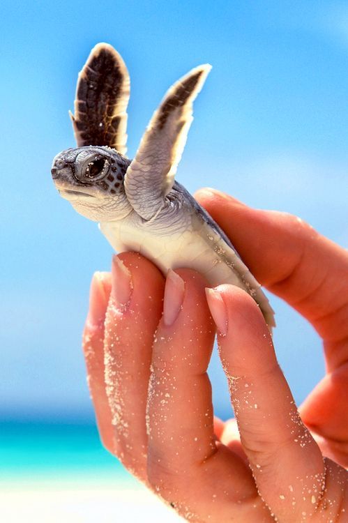 Baby turtle, #beach