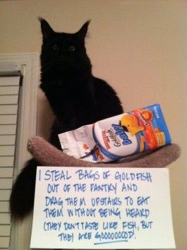 Cat Shaming: the goldfish are too loud to eat downstairs  (link leads to lots of