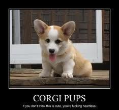 corgi puppies