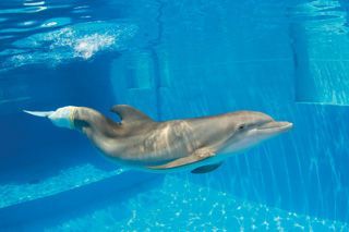 Did your family see “Dolphin Tale”? We took a trip to Clearwater to visit Winter