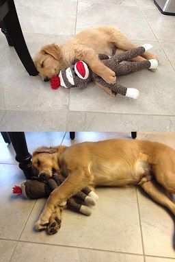 golden retriever before and after