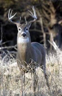 Hunting Tips For Year Round Deer Scouting