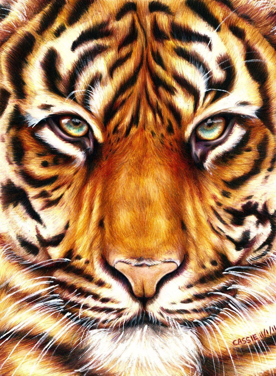 Tiger – Amazing Animal Drawings From Great Pencils