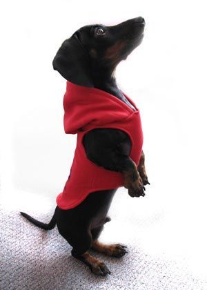 Tutorial: Sew a dog hoodie