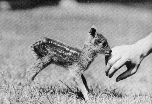 unknown photographer, tiny deer