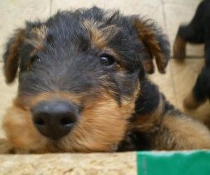 Baby airedale terrier