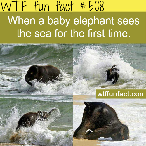 baby elephant WTF FUN FACTS HOME / See MORE TAGGED/ Animals FACTS