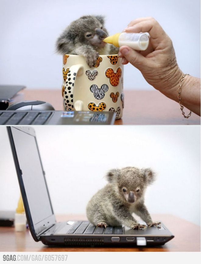 Baby koala rescued after getting lost!