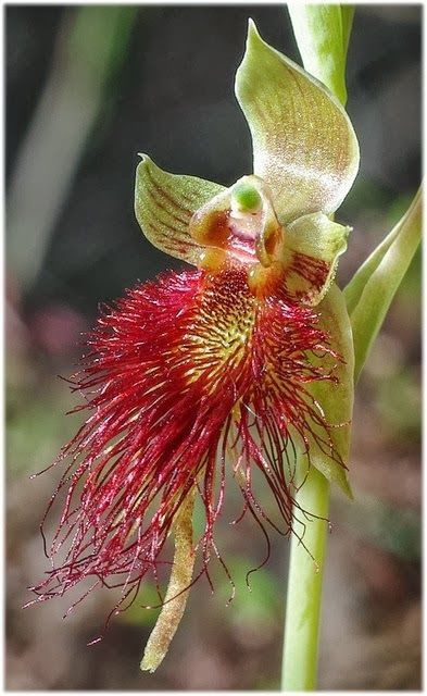 Bearded Orchid Calochilus Paludosa