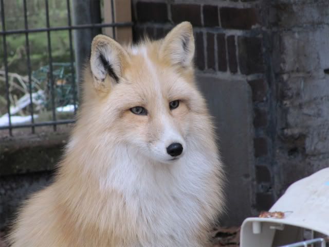 Beautiful domesticated Fox. We had pet foxes when I was little, arctic and a red