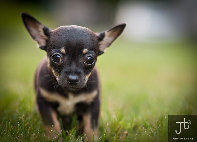 Chiuaua Puppy by Joe Turic, via Flickr
