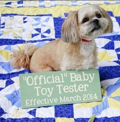 Custom pregnancy announcement sign.  Toy tester, guard dog, big brother/sister,