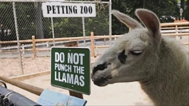 do not punch the llamas, funny zoo signs