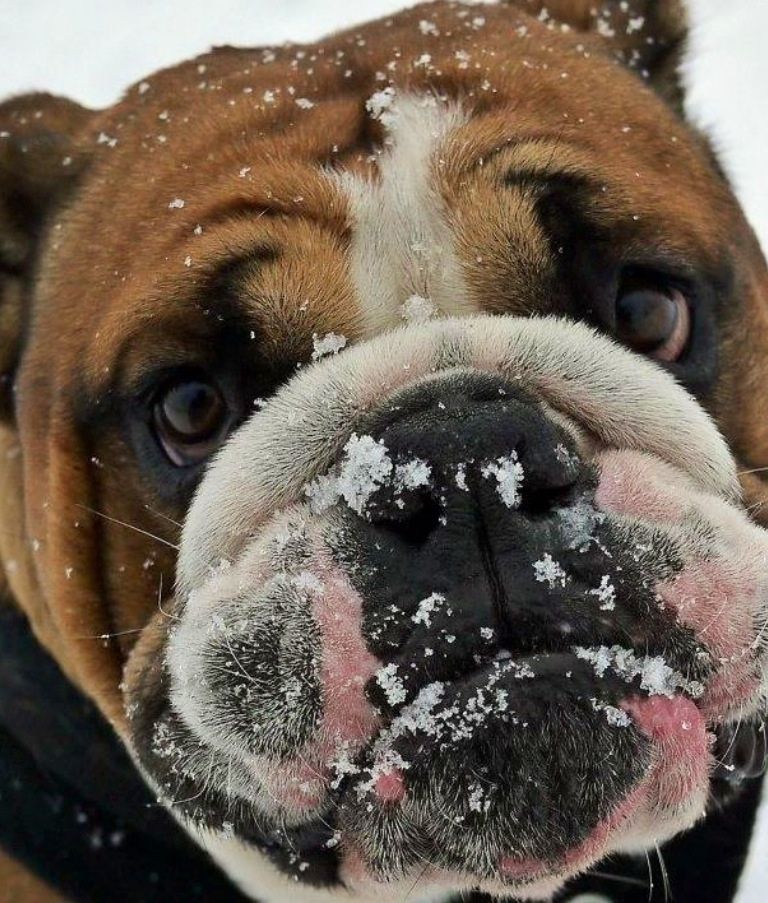 English Bulldog i LOVE this face!!