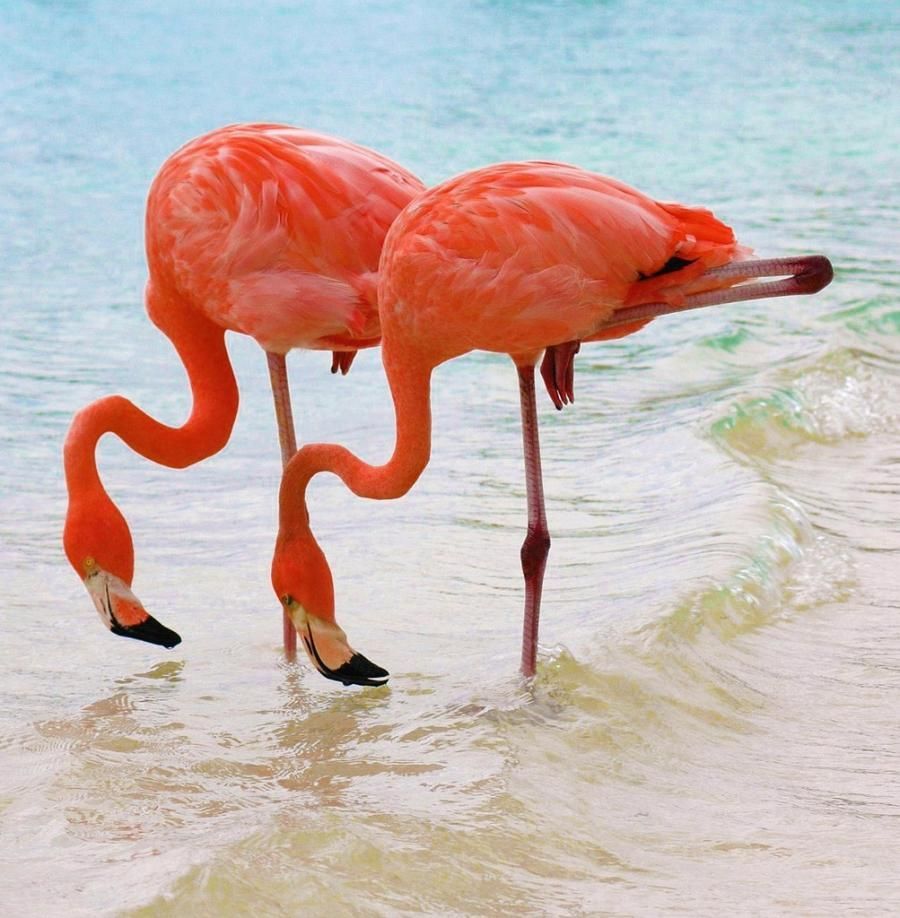 Flamingos are always called pink…never seen one that was a positive coral colo