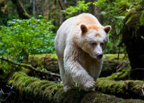 KERMODE BEAR (SPIRIT BEAR) – IN A MOSS-DRAPED RAIN FOREST IN BRITISH COLUMBIA, T
