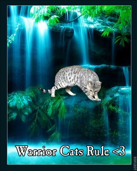 pictures of warrior cats | Warrior Cats Rule