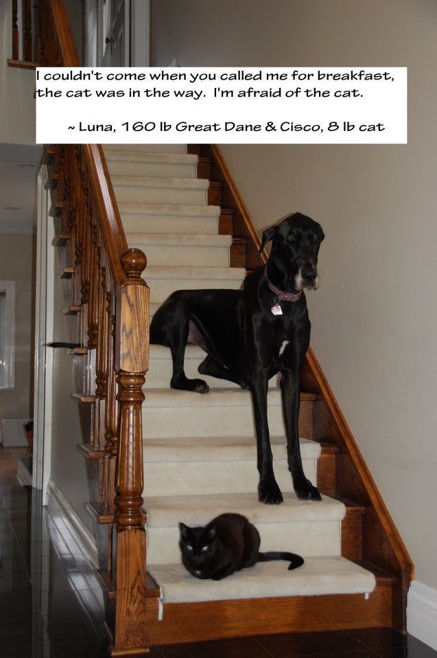 Poor Luna. The Best of Dog Shaming – Part 19 | Little White Lion