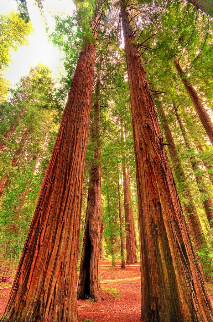 redwood trees in california! Got to see those last week!