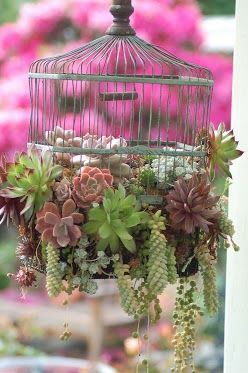 The Poteet Loft Porch birdcage planter for succulents Cactus helps to detox air