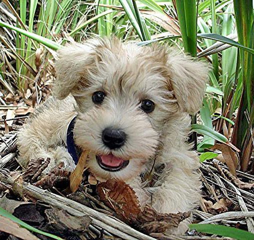 The temperament and personality-traits of the Schnoodle (Snoodle) reflect its Sc