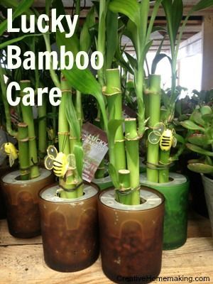 These tips from our readers will help ensure your Lucky Bamboo gets the best pos
