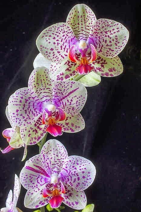 ~~ Three Orchids ~~