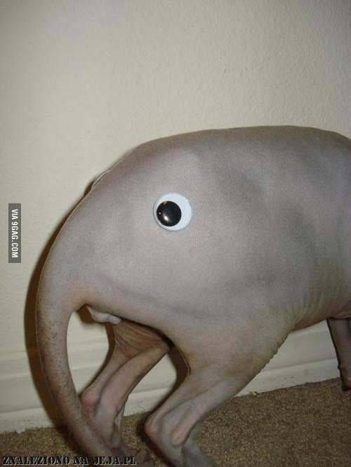 Well placed googly eyes can make any day a hilarious wonderland