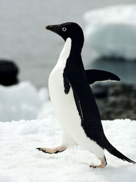 Adelie Penguin  Fast Facts~  Type:  Bird  Diet:  Carnivore  Average life span in