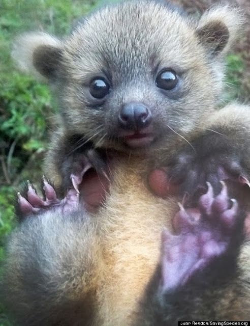 Baby Olinguito – mammal native to Ecuador