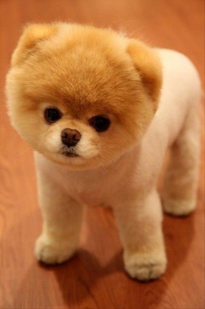 Cute little Pomeranian or whatever its called I dont care its cute thats all tha