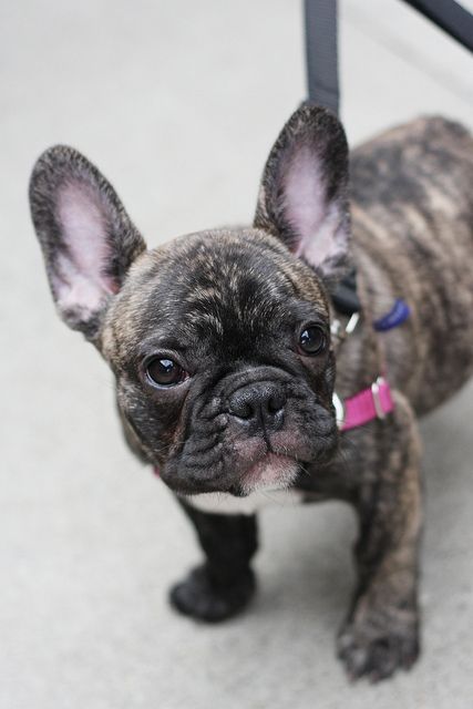 French Bulldog Puppy Brindle this is def our next dog!!! Some dayyyy