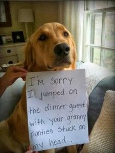 funny animal pictures (26)