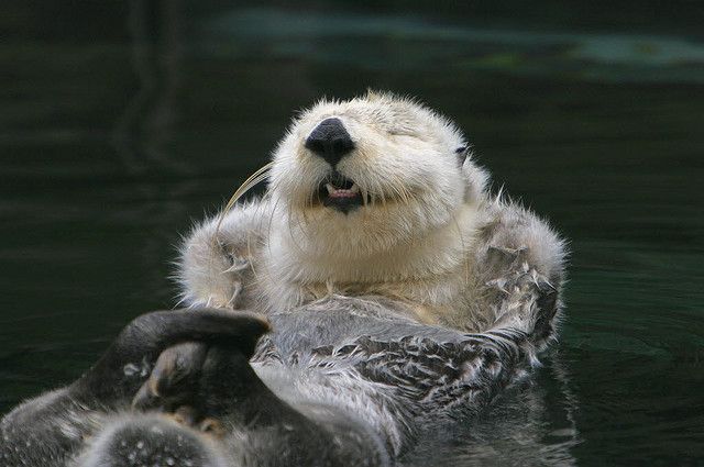 Happy Otter.
